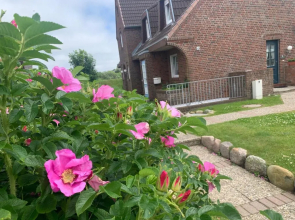 Sylter-Rose-3a