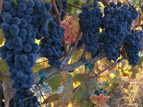 Tentrr - the Vineyard
