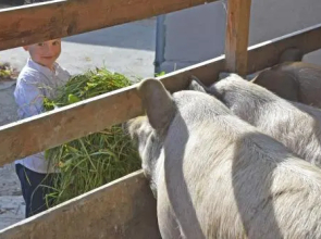 Urlaub am Bauernhof - Fam. Stiendl