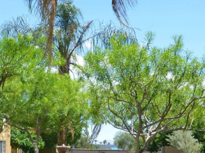 Sonoran Suites of Palm Springs at Canterra