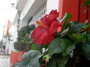 Caribbean Hostel
