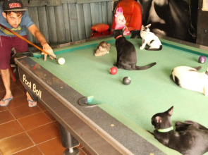 The Overstay Art Hostel