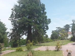 Le Manoir Sequoia