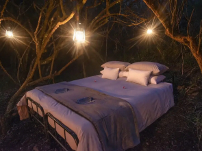 Stargazer Camp - Bellevue Forest Reserve