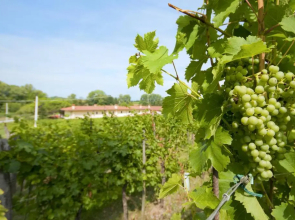 Alloggio Agrituristico CORTE SAN BIAGIO