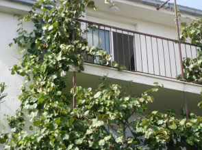 Apartments Prižmić