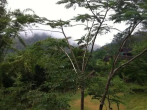 Chang Pai by John Bamboo Hut