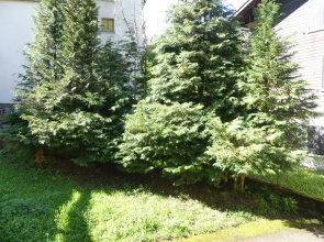 Gentianes 1 - Très Bel Appartement Centre Village Et Proche Des Pistes