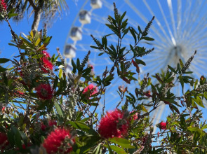Pearl and Pebbles Hotel