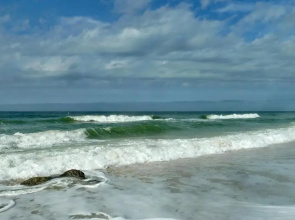 Sea Shell 14 - Premier