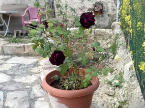 Homestay Halfeti Fırat Pansiyon