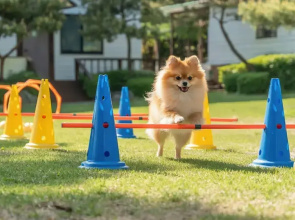 Pocheon Luxjay pet Pension