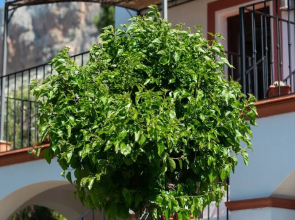 El Arpa Finca Malaga