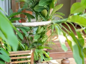 Secret River Villa - Luxury Villa 5 Bedrooms - Kerobokan - Canggu