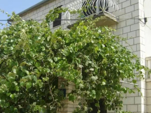 Apartments Jelka