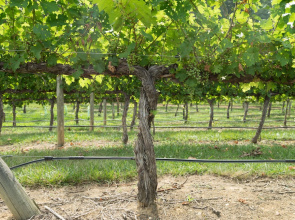 Holiday Inn Exp Stes Vineyard