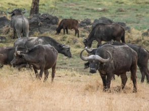 Sarova Lion Hill Game Lodge