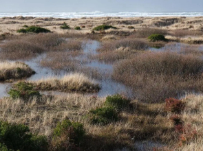 Tidal House #4