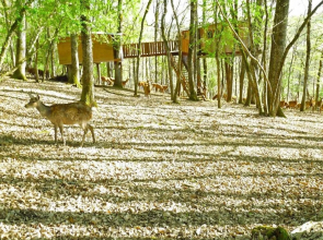 Cabanes Perchées Le Gaulois