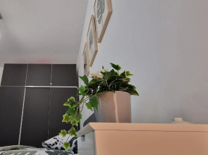 Amazing Apartament with Garden / Bucharest Airport Henri Coanda