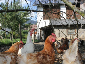 Roschusterhof