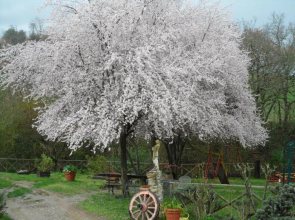 Locanda Delle Noci