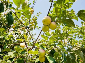 Ручьи у Дачи