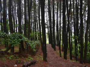 Ferndale Homestay