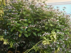 Apartmani Villa Kontesa