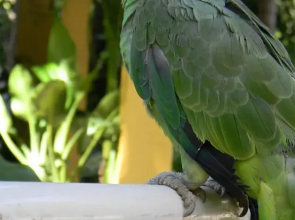 Pousada Recanto Verde