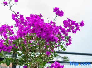xing yu ge boutique homestay