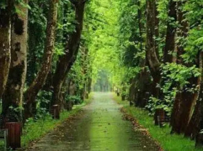 Green Wood