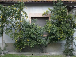 Agriturismo Monte Alzato