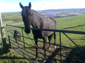Northlees Farm
