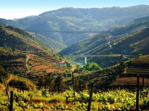 Casa Oliveiras do Douro