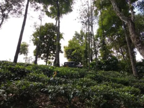 Verdant Vagamon