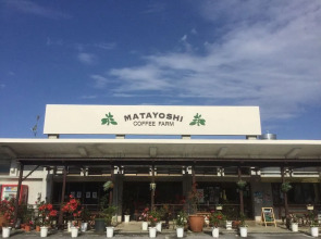 Matayoshi Coffee Farm