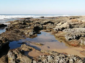 Pennington Ocean View