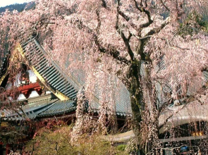 Ryokan Tanakaya