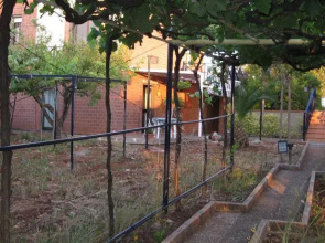 Uacella