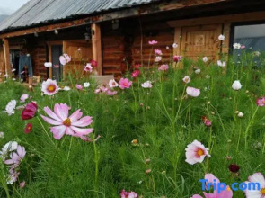 Kanas JunYue Courtyard Homestay