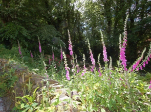 Foxgloves