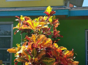 Eldemire's Tropical Island Inn