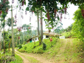 Room-the Nest Bettathur Coorg Ct No 1