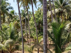 Whistling Bamboos Apartment