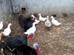 Les GREVILLEAS '' chambres et table d'hôtes