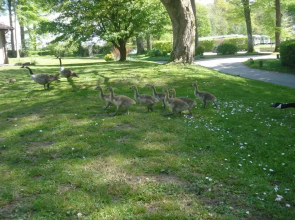 Detached Bungalow in North Cornwall