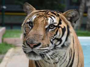 S1 @ Phuket Apartment Service