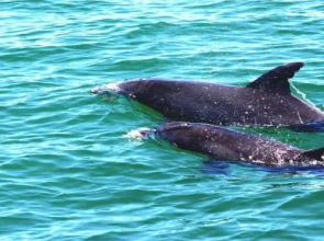 Tokelau 2 - Tuncurry Townhouse