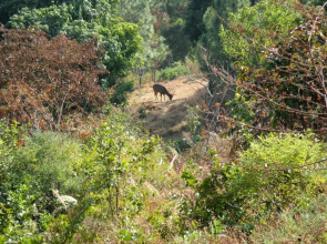 Auranya The Mystical Himalayan Retreat